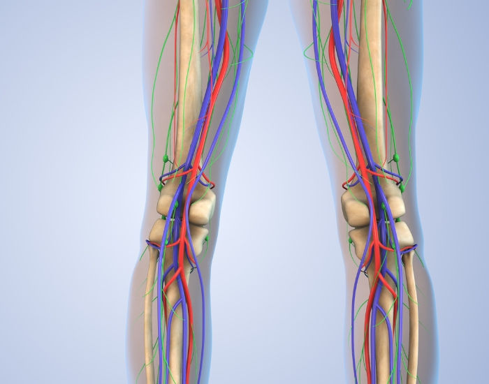 Knee Vascular Anatomy